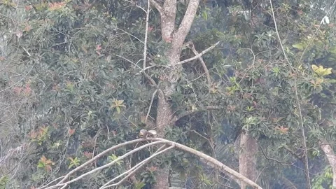 Pair of Bulbuls Resting on Tree, Enjoying the Calm Atmosphere Stock Footage 308449482