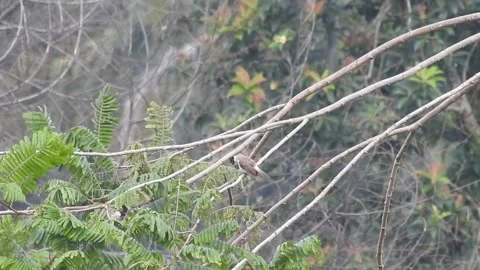 Pair of Bulbuls Resting on Tree, Enjoying the Calm Atmosphere Stock Footage 308449835
