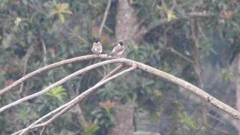 Pair of Bulbuls Resting on Tree, Enjoying the Calm Atmosphere Stock Footage 308449838