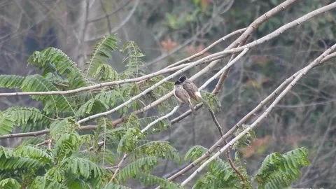 Pair of Bulbuls Resting on Tree, Enjoying the Calm Atmosphere Stock Footage 308449861