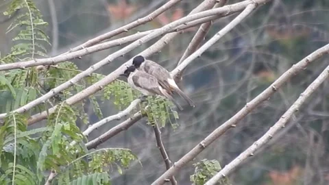 Pair of Bulbuls Resting on Tree, Enjoying the Calm Atmosphere Stock Footage 308449872