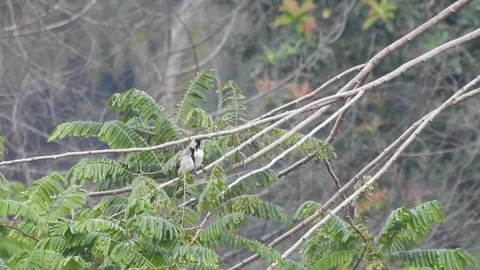 Pair of Bulbuls Resting on Tree, Enjoying the Calm Atmosphere Vídeos de archivo 308449995