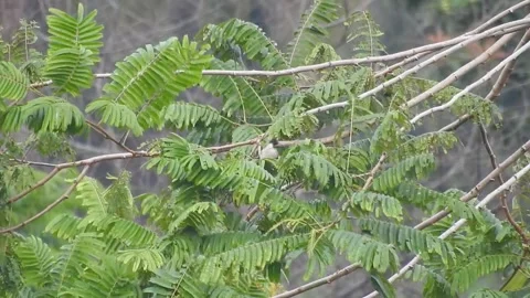 Pair of Bulbuls Resting on Tree, Enjoying the Calm Atmosphere Stock Footage 308450068