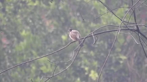 Pair of Bulbuls Resting on Tree, Enjoying the Calm Atmosphere Stock Footage 308450771