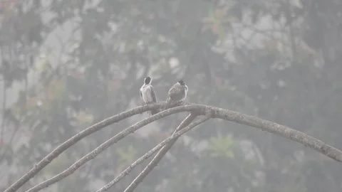 Pair of Bulbuls Resting on Tree, Enjoying the Calm Atmosphere Stock Footage 308451087