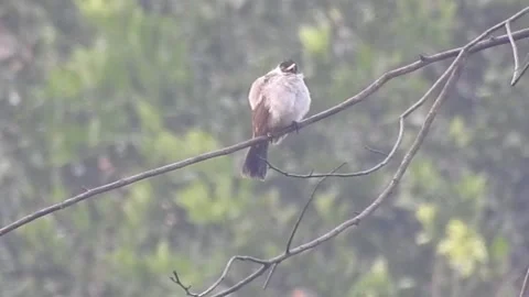 Pair of Bulbuls Resting on Tree, Enjoying the Calm Atmosphere Stock Footage 308451453
