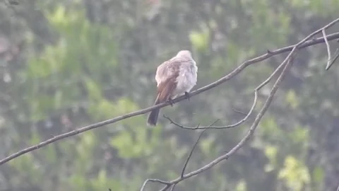 Pair of Bulbuls Resting on Tree, Enjoying the Calm Atmosphere Stock Footage 308451533