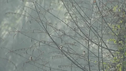 Pair of Bulbuls Resting on Tree, Enjoying the Calm Atmosphere Stock Footage 308453382