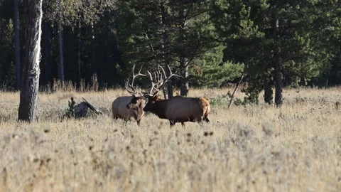 Pair of Bull Elk During the Rut  in Grand Teton National Park Wyoming in Autumn Vídeos de archivo 346649380