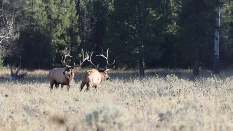 Pair of Bull Elk During the Rut  in Grand Teton National Park Wyoming in Autumn Vídeo Stock 346649723