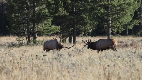 Pair of Bull Elk During the Rut  in Grand Teton National Park Wyoming in Autumn Stockbeeldmateriaal 346649975