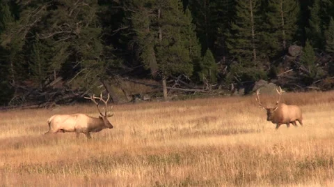 Pair of Bull  Elk Sparring in the Fall Rut in a Meadow Vidéo 55569060