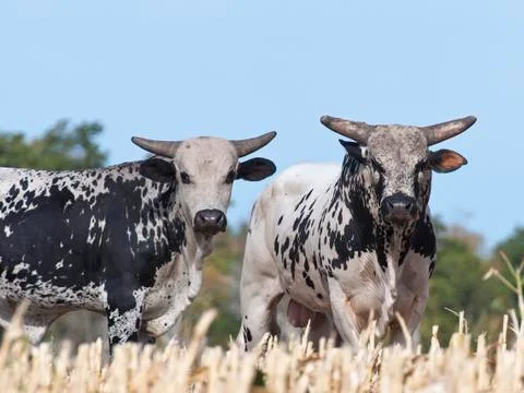 Pair of Bulls Stock Photos