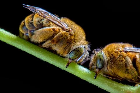 A pair of bumblebees Stock Photos