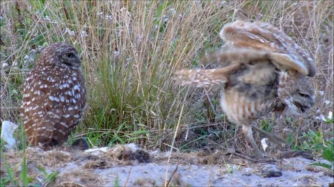 Pair of Burrowing Owls Stock Footage 92473765