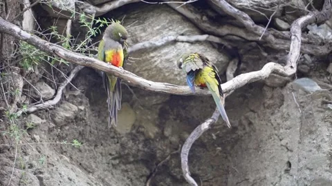 Pair of burrowing parakeets stand on exposed tree root in front of muddy Stock Footage 242545365