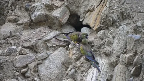 Pair of burrowing parrots stand side by side on rocky ground cleaning each Stock Footage 239711209