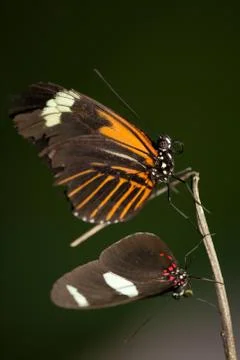 Pair Of Butterflies In Ecuadorian Rain Forest Stock Photos