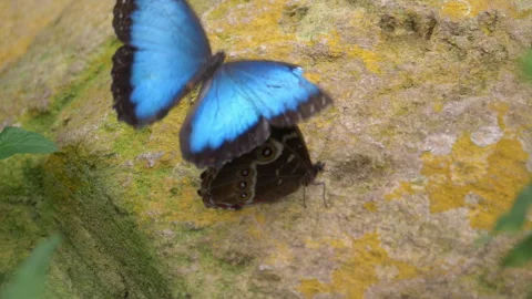 A pair of butterflies mating 스톡 동영상 143683748