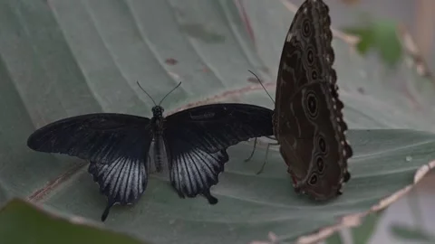Pair of butterflies sitting on a leaf Video stock 252763410