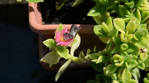 Pair of butterfly, butterfly coupling Stock Footage 78973558