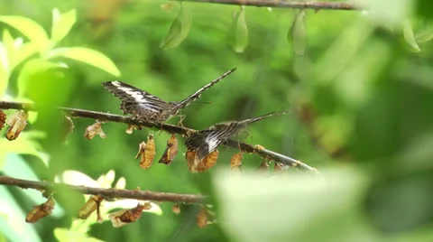 Pair of butterfly with Chrysalis Stock Footage 22679664