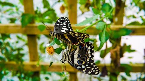 A pair of  butterfly mating Stock Photos