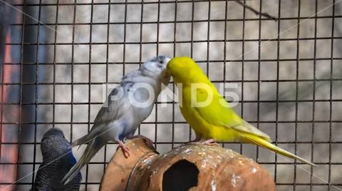 A pair of caged Budgie or Budgerigar kissing Stock Photos
