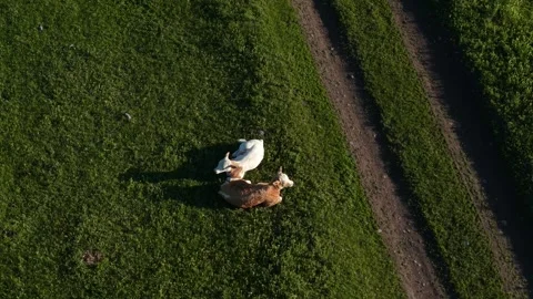A pair of calves resting, view from above. 4k drone video Vídeo Stock 315865040