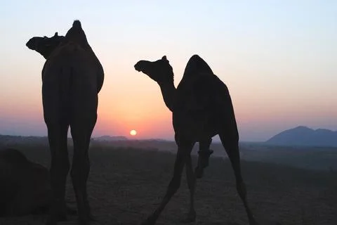 Pair of camel at sunset in Pushkar, Rajasthan, India Foto stock