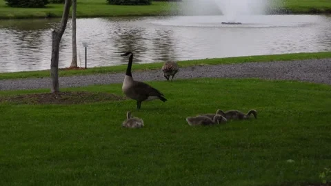 Pair of Canada Geese with Babies resting and enjoying food on the lake side. Stock Footage 233299987