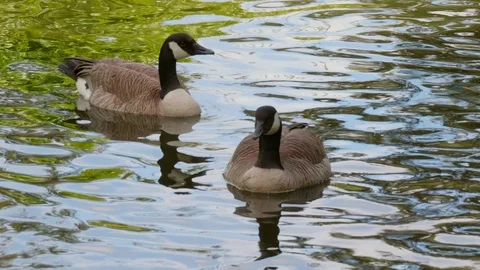 Pair of Canada Geese Close Up on Water, Slow Motion Nature Wildlife Background Stock Footage 107425767