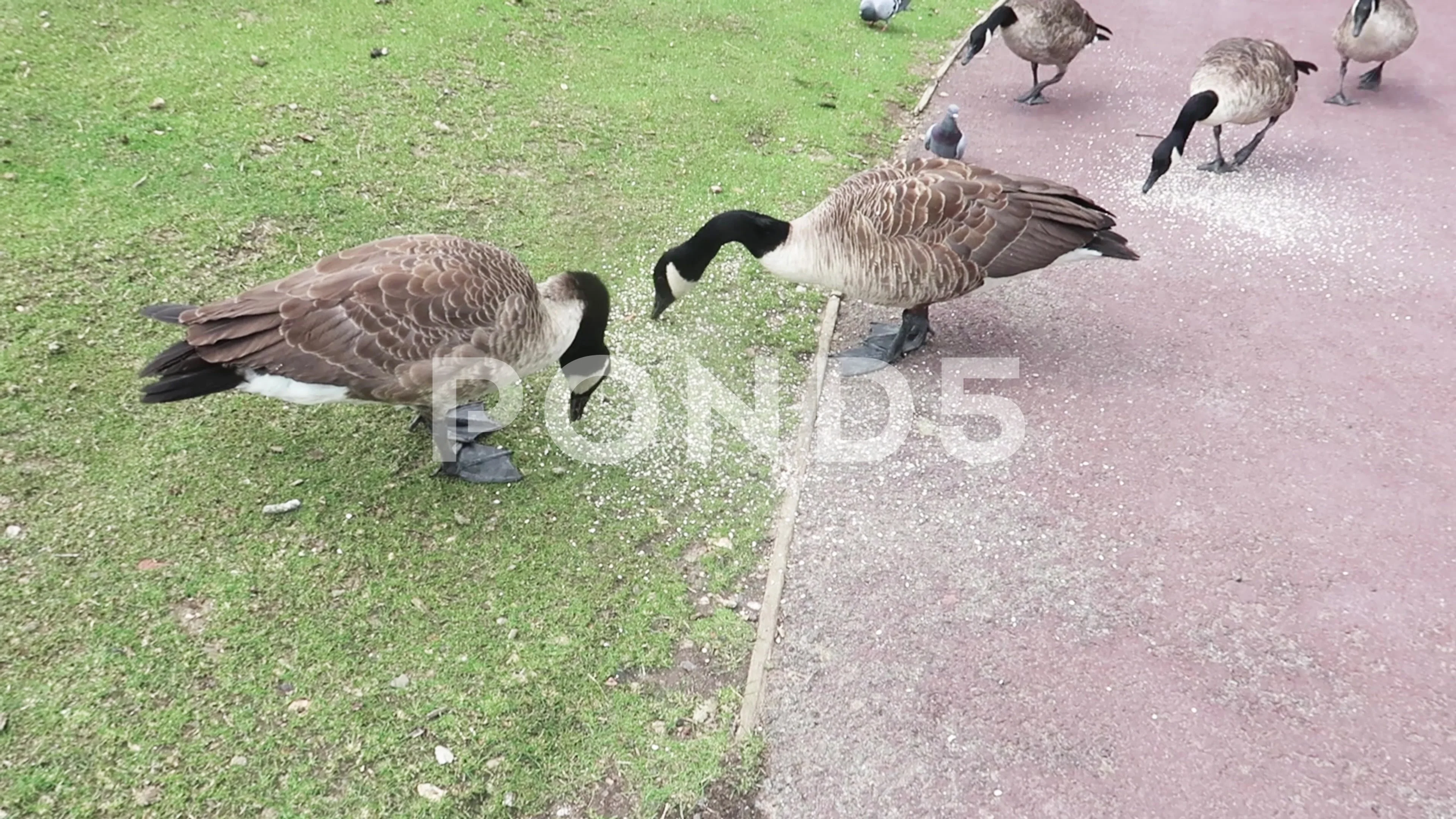 A pair of Canada Geese feeding on oats Stock Video Pond5