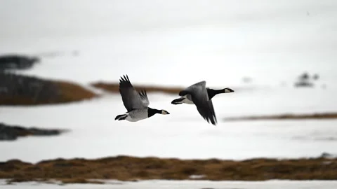 Pair of Canada Geese in flight over the snowy terrain of the Arctic Stockbeeldmateriaal 290160760