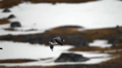 Pair of Canada Geese in flight over the snowy terrain of the Arctic 스톡 동영상 297532779