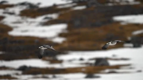 Pair of Canada Geese in flight over the snowy terrain of the Arctic Stock-Footage 297532794