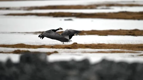 Pair of Canada Geese in flight over the snowy terrain of the Arctic Stock-Footage 297532797