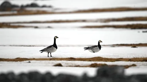 Pair of Canada Geese in flight over the snowy terrain of the Arctic Stock-Footage 297532860