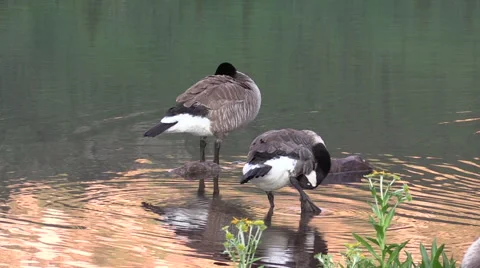 Pair of Canada Geese Vidéo 52931228