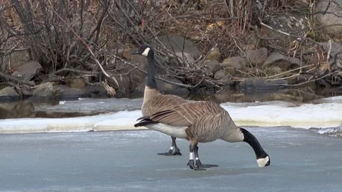 Pair of Canada Geese Stock Footage 241594294