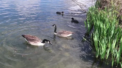 A pair of Canada Geese playing about on the water Stock Footage 282820548