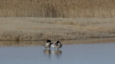 Pair of Canada Geese  preening in the early spring Stock Footage 105300778