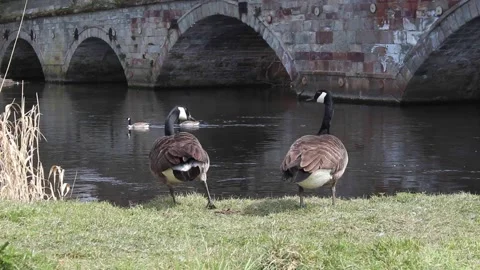 Pair Of Canada Geese By Riverside Stock Footage 152852599