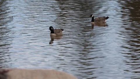 Pair of Canada Geese Swimming on Calm Water Stock Footage 329448367