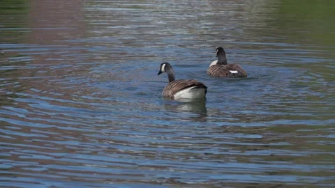 A pair of Canada geese washing while swimming in water Vidéo 156322948