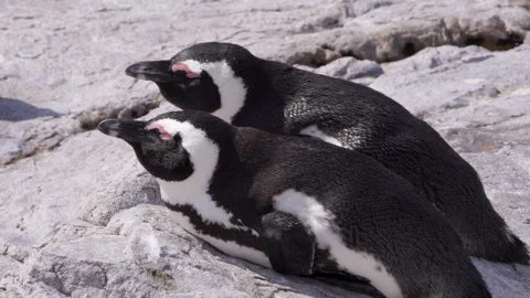 Pair of Cape Penguins Lying Together on Sunlit Rocks. Stock Footage 308727603
