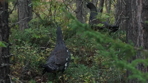 Pair of capercaillie cocks in the forest, Muddus, Sweden Stock Footage 324700564