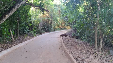 A pair of capybaras crossing a path in a lush tropical forest. Stock Footage 312897910