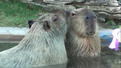 Pair of Capybara's in Pond Видео 12045191