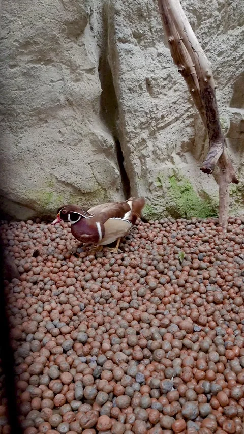 Pair of Carolina ducks walking calmly inside an aviary. Stock Footage 321094219